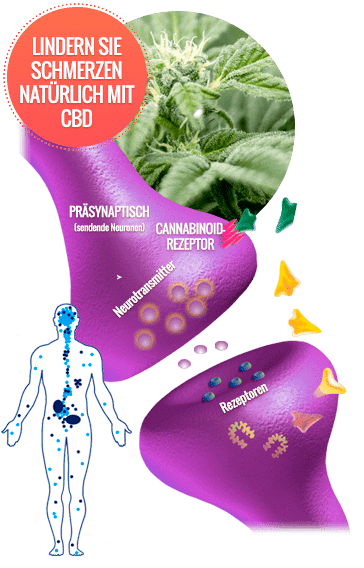 CBD Rezeptoren von Sarah’s Blessing CBD Fruchtgummis