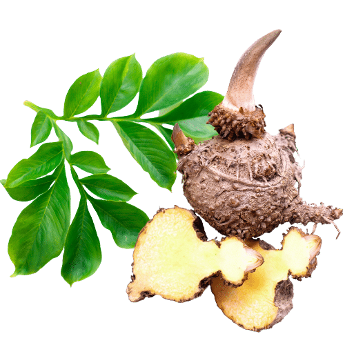 Was ist Glucomannan