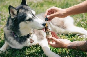 Gibt es CBD Gras auch für Tiere