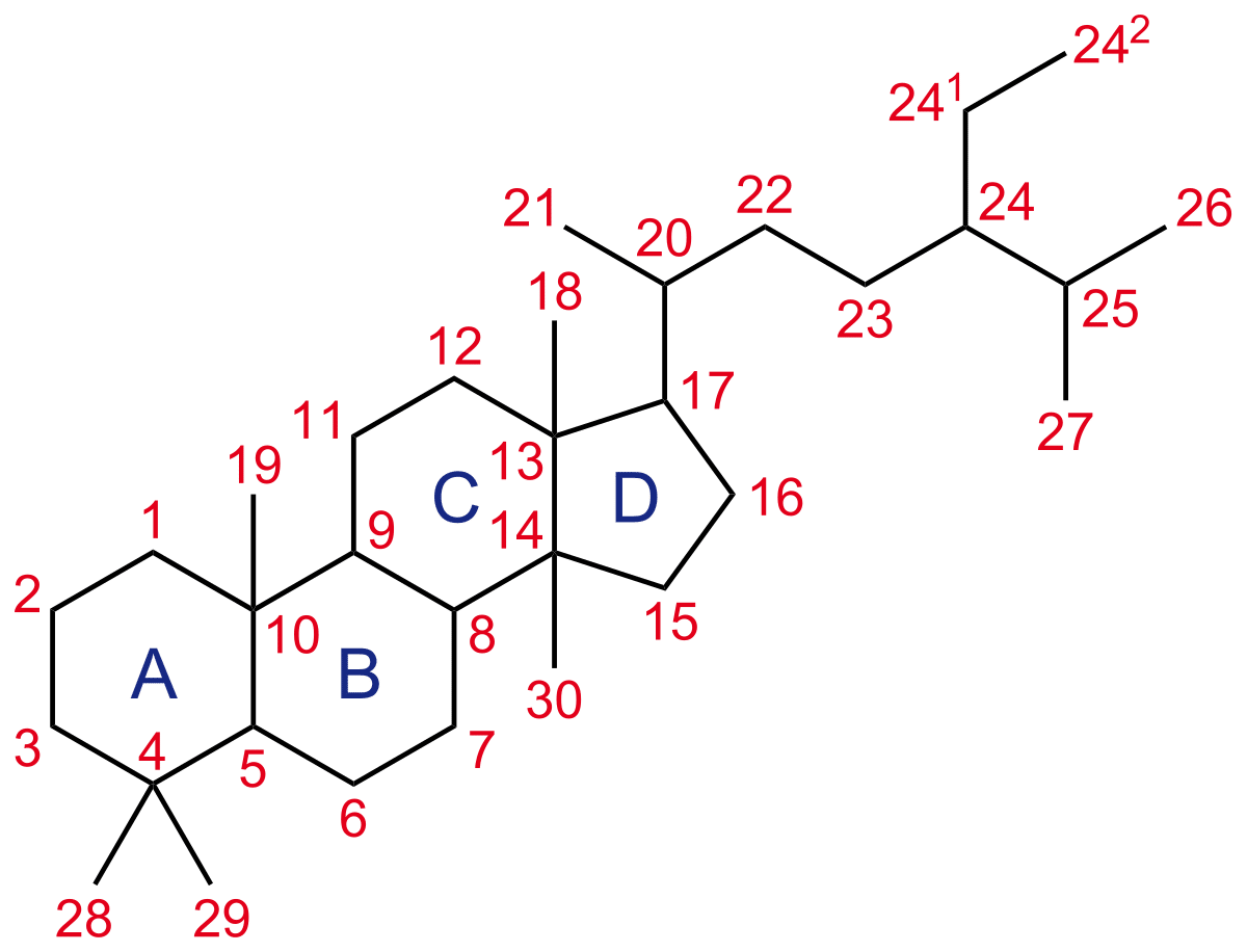 Steroid funktion