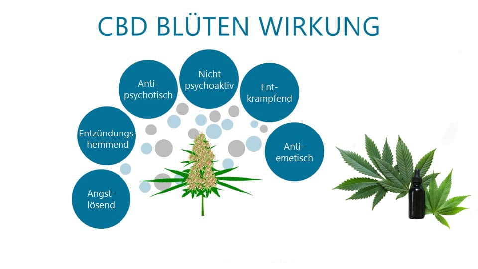 Was bewirken CBD Blüten im Körper