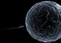 ovulation and fertilization
