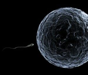 ovulation and fertilization