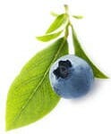 A blue berry