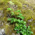 Poison Oak in bloom