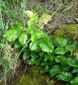 Rounded leaves of poison oak