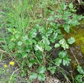 "Oak" shaped leaves