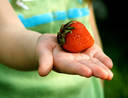 Kid holding a strawberry