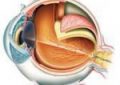 Internal structure of eye