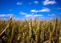 Wheat field