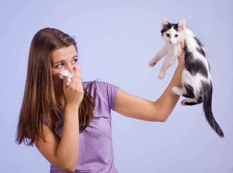 Pet Allergy Symptoms, Diagnosis, Treatment & MedicinesÂ