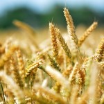 Wheat field