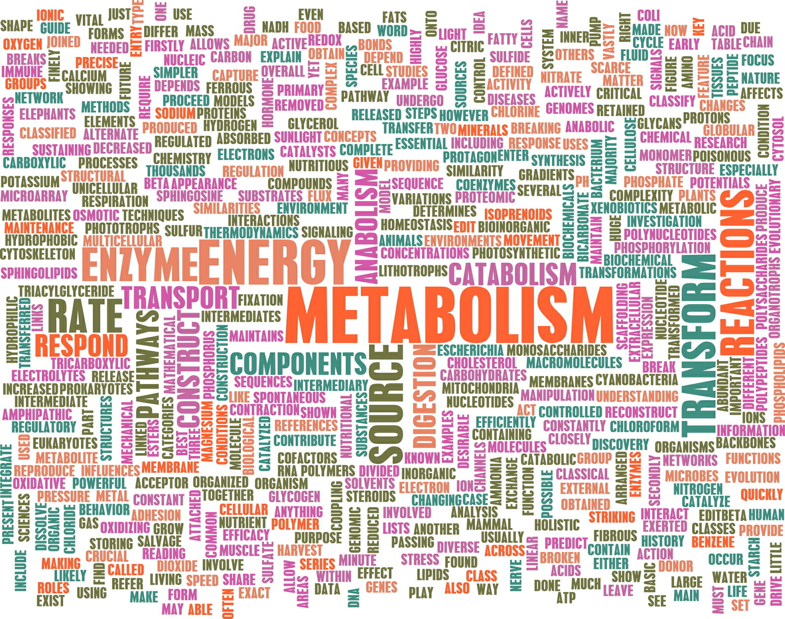 Metabolism