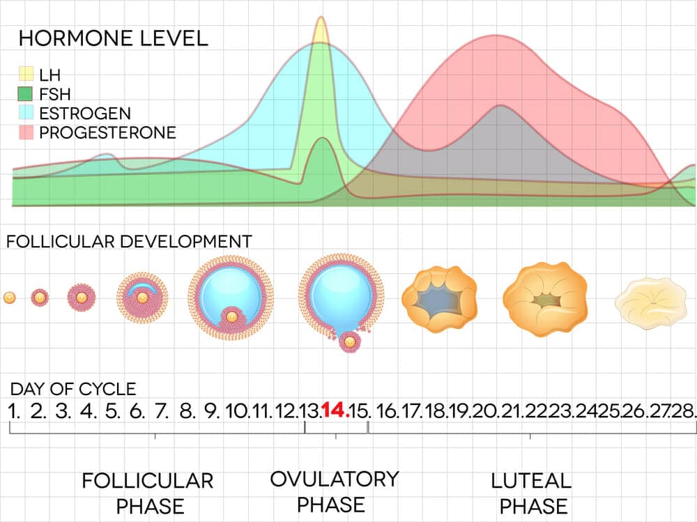 Hormone Levels Chart