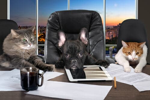 Businessmen in office. Dog head and cat - employees, managers. Different characters personality. The concept of career growth, business, humor, advice, pet products