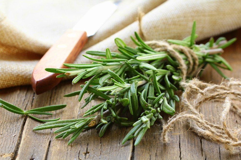 11 Herbs That Are Scientifically Proven To Increase Your Memory and
