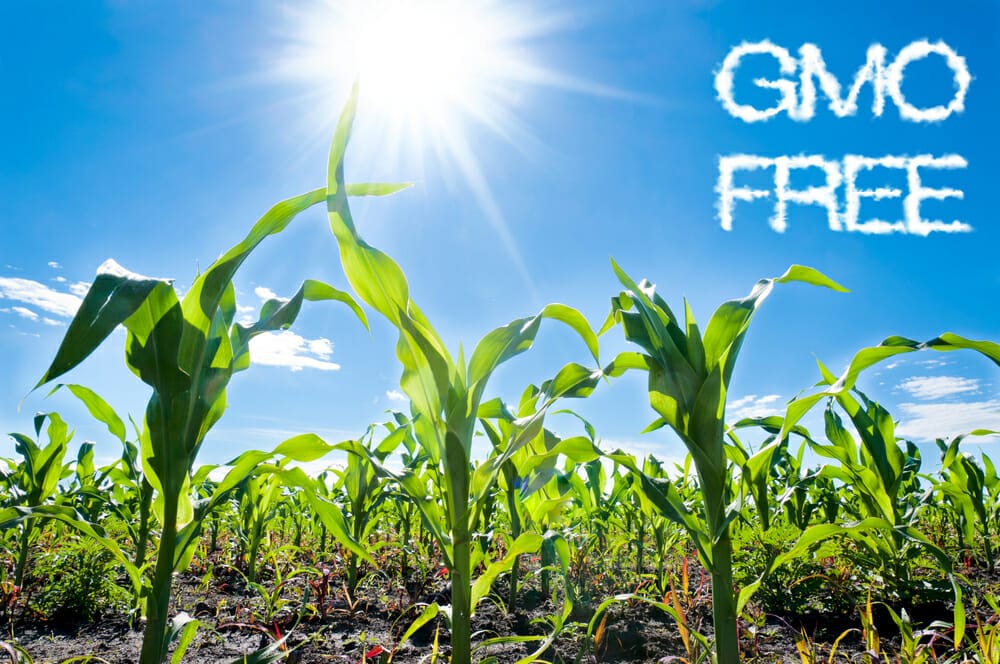 what-are-gmo-s-and-why-should-we-avoid-them-healthstatus