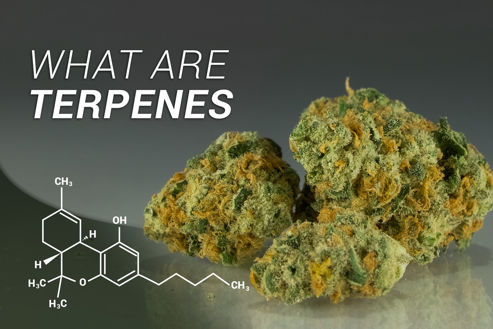 Primary Terpenes Chart