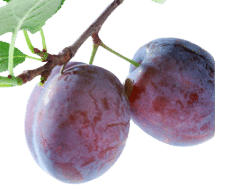 Prune Extract in Skincell Pro