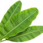 Banaba Leaf