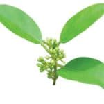 Gymnema Sylvestre List