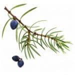 Juniper Berry