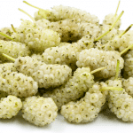 White Mulberry