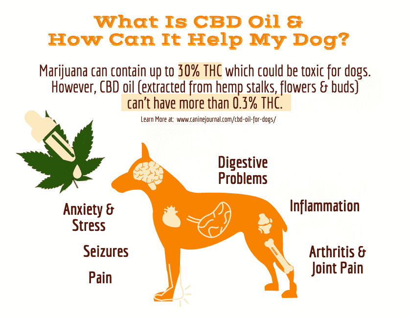 How Effective is CBD Oil for Dogs?