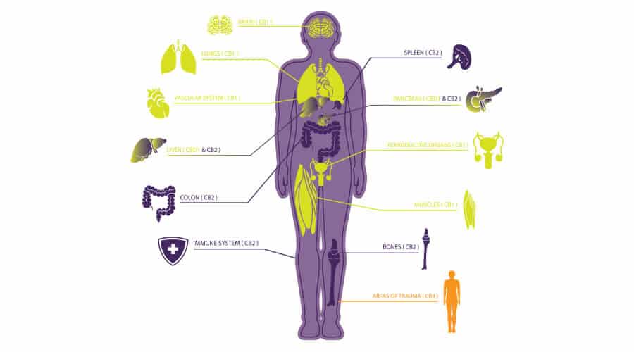 Quel est l'effet du MD CBD ?