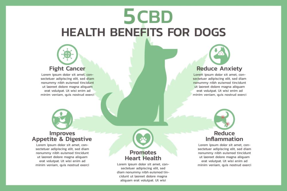 Benefits of CBD Oil for Dogs