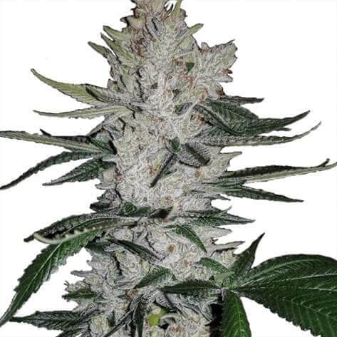 GG4 フェミニスト