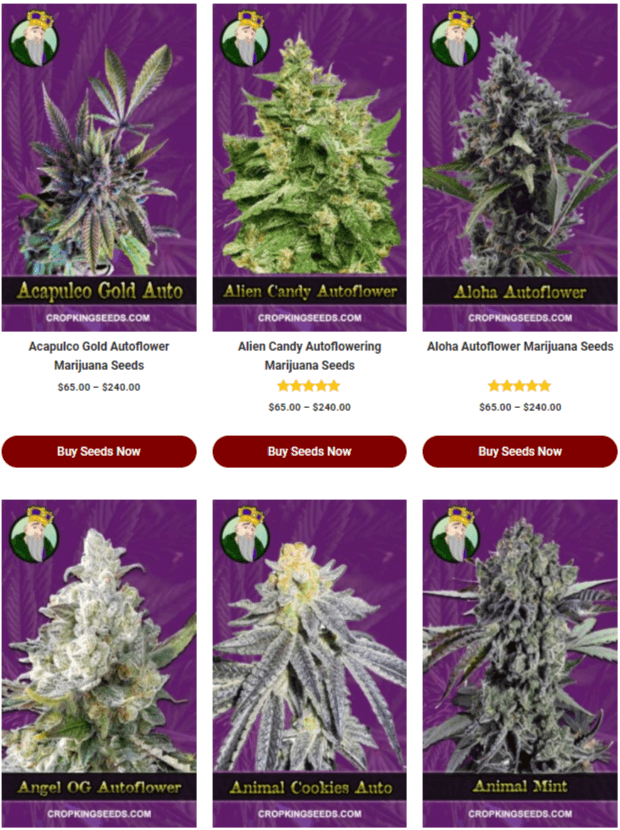 Trusted place to buy autoflower marijuana seed online Australia