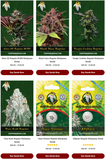 Regular Cannabis Seeds