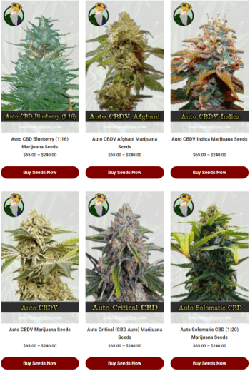 CBD seeds