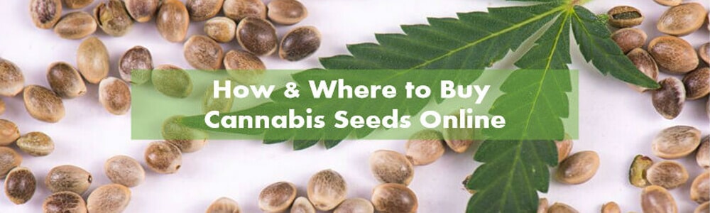 How to buy Marijuana Seeds Online?