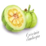 Garcinia Cambogia Extract