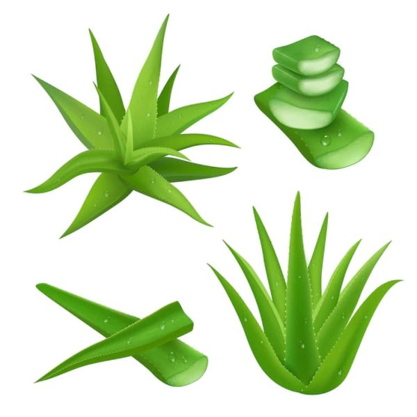 Aloe Vera in Skincell Pro