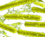 Acidophilus in Skincell Pro