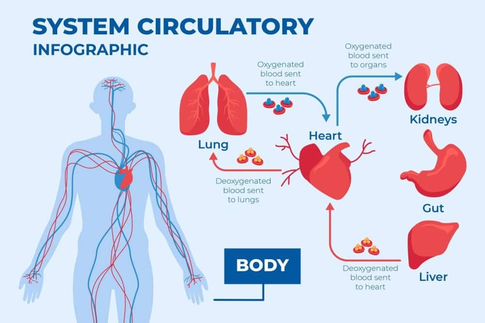 Blood circulation